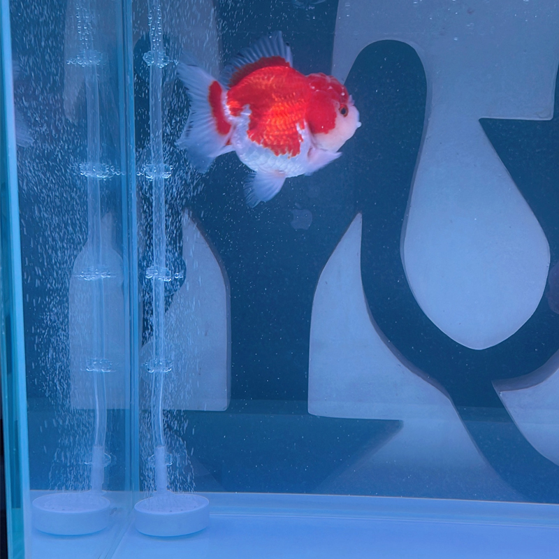 ถ้วยดูดตู้ปลา 10 ชิ้น อุปกรณ์ย - Planted Aquarium Accessories บทวิจารณ์และราคา