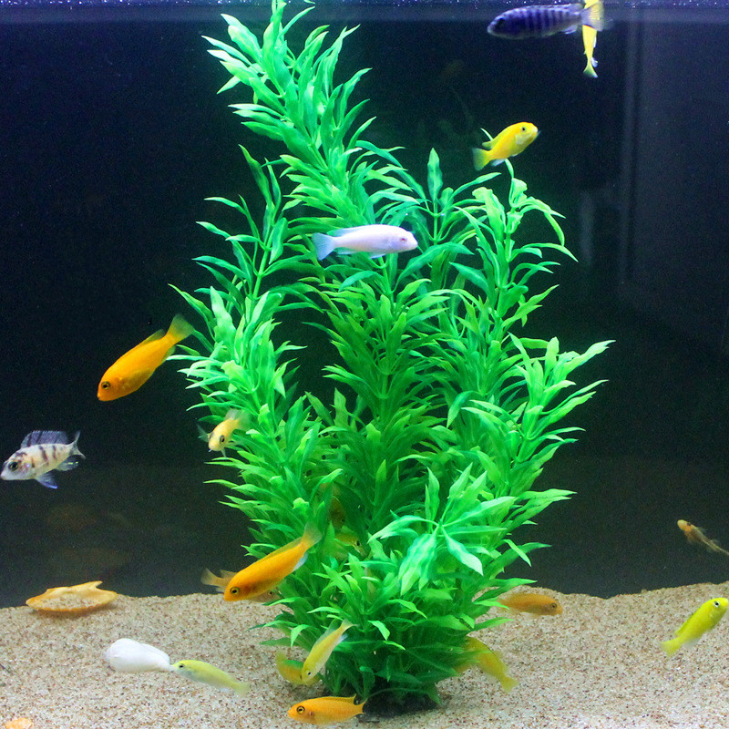50 ซม.ถังปลาประดิษฐ์พืชหายากAq - Aquarium For Planted Tank บทวิจารณ์และราคา