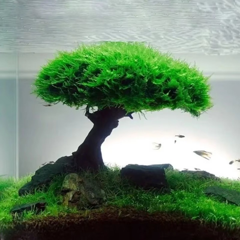 ถังปลาพืช MOSS ตกแต่งต้นไม้ภูม - Planted Aquarium Without Fish บทวิจารณ์และราคา